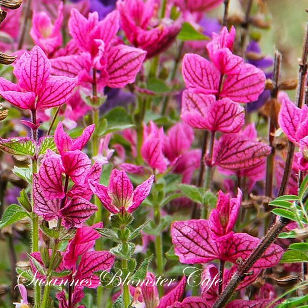 Salvia viridis 'Pink Sunday' - pink dusksalvie - frø