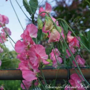  Lathyrus odoratus - Princess Elisabeth - rteblomst - fr