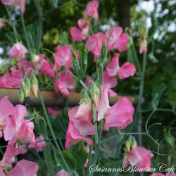  Lathyrus odoratus - Princess Elisabeth - rteblomst - fr