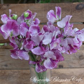 Lathyrus odoratus  Spencer Pulsar - rteblomst - fr