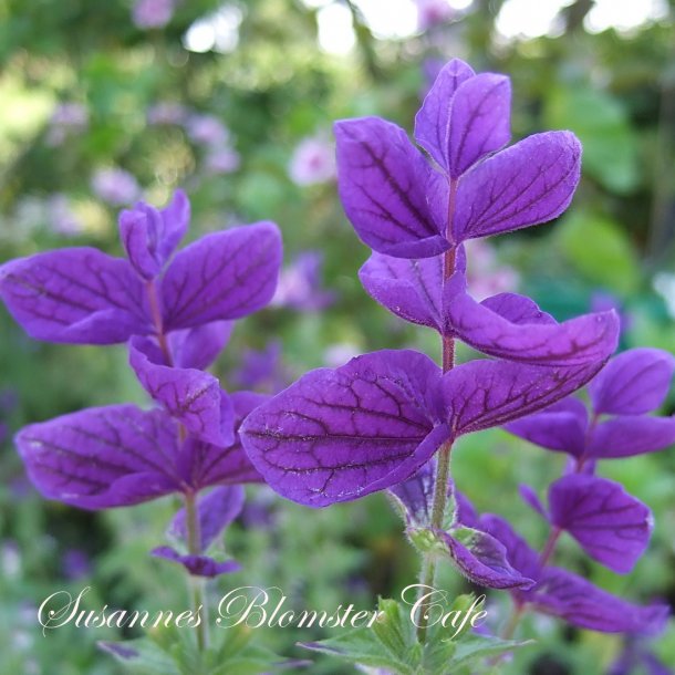 Salvia viridis 'Oxford Blue' - bl dusksalvie - fr