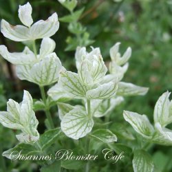 Salvia viridis White Swan - hvid dusksalvie - fr�