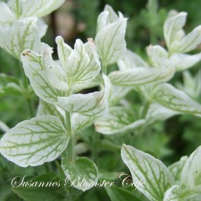 Salvia viridis White Swan - hvid dusksalvie - fr