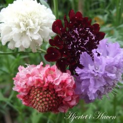Scabiosa atropurpurea MIX - fr