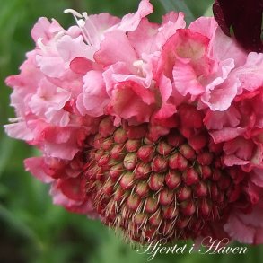 Scabiosa atropurpurea Salmon Queen - fr