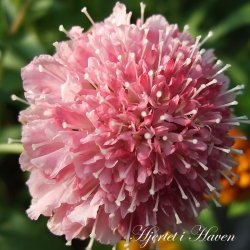Scabiosa atropurpurea Salmon Queen - fr
