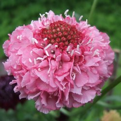 Scabiosa atropurpurea Salmon Queen - fr