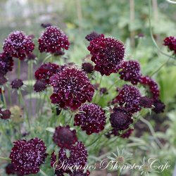 Scabiosa atropurpurea Black Knight  - fr