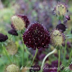 Scabiosa atropurpurea Black Knight  - fr