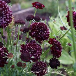 Scabiosa atropurpurea Black Knight  - fr