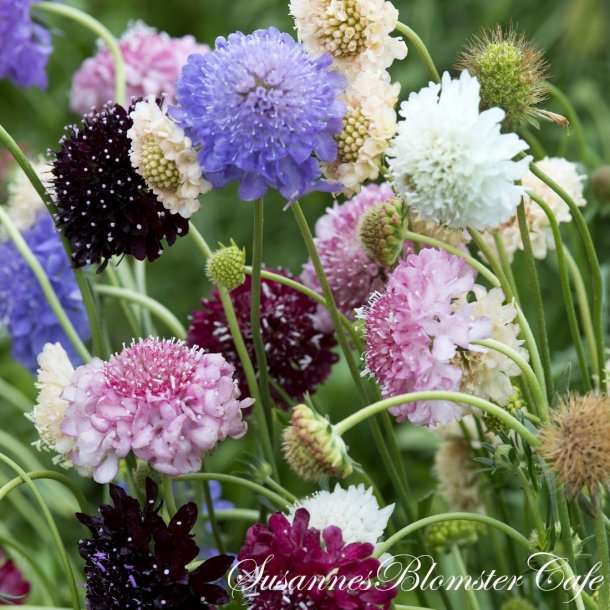 Scabiosa atropurpurea MIX - fr