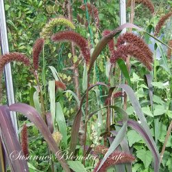 Setaria Italica 'Red Jewel' - hirse - fr