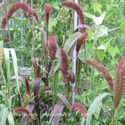 Setaria Italica 'Red Jewel' - hirse - fr