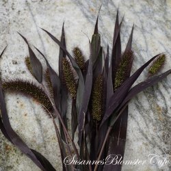 Setaria Italica 'Red Jewel' - hirse - fr