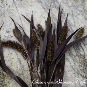 Setaria Italica 'Red Jewel' - hirse - fr