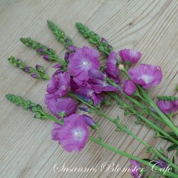 Sidalcea malviflora Partygirl - Silkekatost - fr�