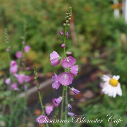 Sidalcea malviflora Partygirl - Silkekatost - fr�