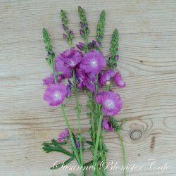 Sidalcea malviflora Partygirl - Silkekatost - fr�
