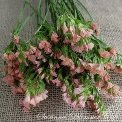 Statice sinuatum - Apricot - fr