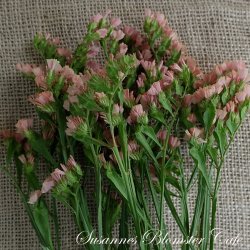 Statice sinuatum - Apricot - fr