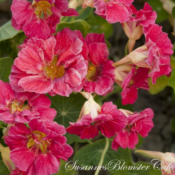 Nasturtium Jewel Cherry Rose - Blomsterkarse - fr