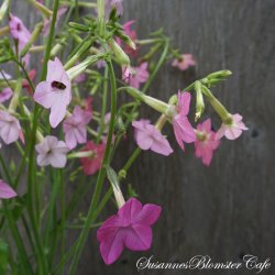 Nicotiana Whisper Rose Shades - Tobaksblomst - fr