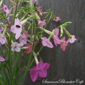 Nicotiana Whisper Rose Shades - Tobaksblomst - fr