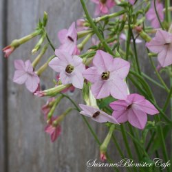 Nicotiana Whisper Rose Shades - Tobaksblomst - fr