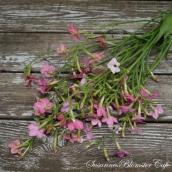 Nicotiana Whisper Rose Shades - Tobaksblomst - fr