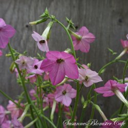 Nicotiana Whisper Rose Shades - Tobaksblomst - fr