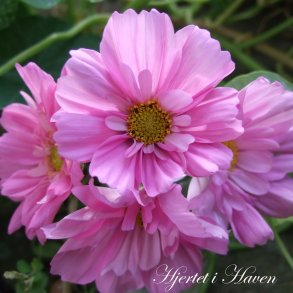 COSMOS FRØ