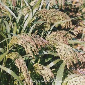 Panicum violaceum - fr