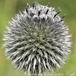 Echinops bannaticus - Starfrost - tidselkugle - fr�