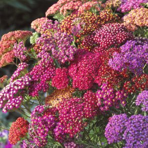 Achillea millefolium - Flowerburst Red Shades - fr