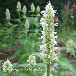 Agastache foeniculum Album - hvid Anisisop - fr