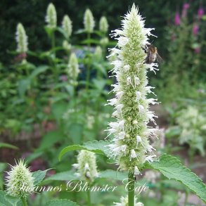 Agastache foeniculum Album - hvid Anisisop - fr