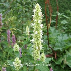 Agastache foeniculum Album - hvid Anisisop - fr