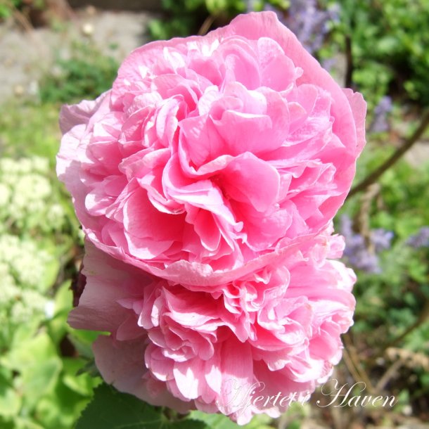 Alcea rosea 'Charters Double Rose' - Stokrose fr
