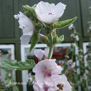 Althaea officinalis - Lgestokrose - fr