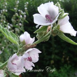 Althaea officinalis - Lgestokrose - fr