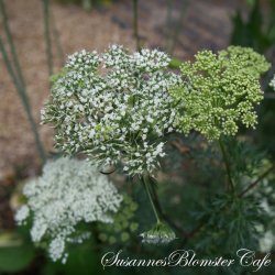 Cenolophium denudatum - Baltisk persille - fr�