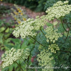 Cenolophium denudatum - Baltisk persille - fr�