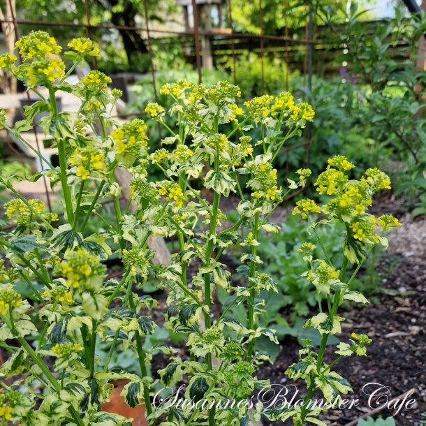 Barbarea vulgaris Variegata - fr