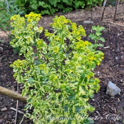 Barbarea vulgaris Variegata - fr�