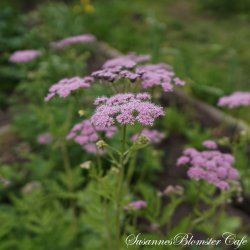 Chaerophyllum hirsutum var. roseum - Bjerghulesvb - fr