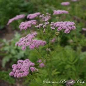 Chaerophyllum hirsutum var. roseum - Bjerghulesvb - fr