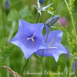 Campanula persicifolia Telham Beauty- fr