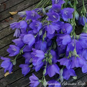 Campanula persicifolia - Blue - fr