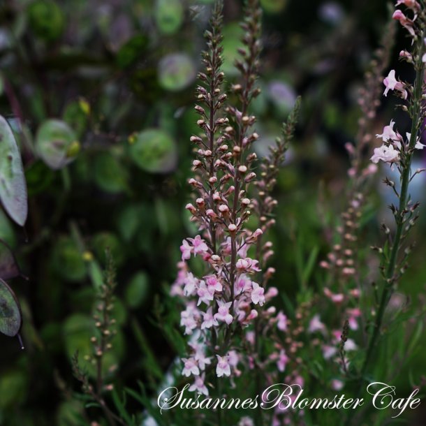 Linaria purpurea  - Canon Went - fr