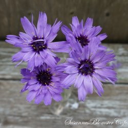 Catananche caerulea - Amore Blue - fr